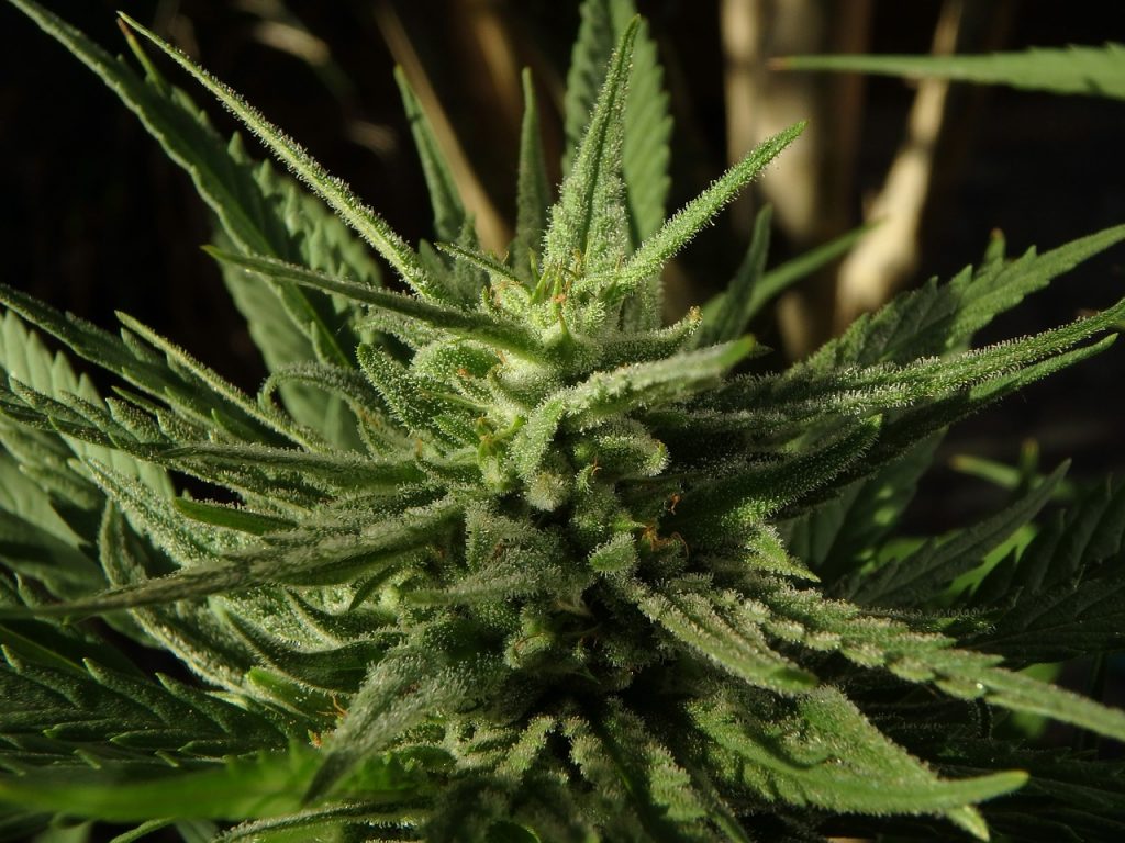 cannabis plant