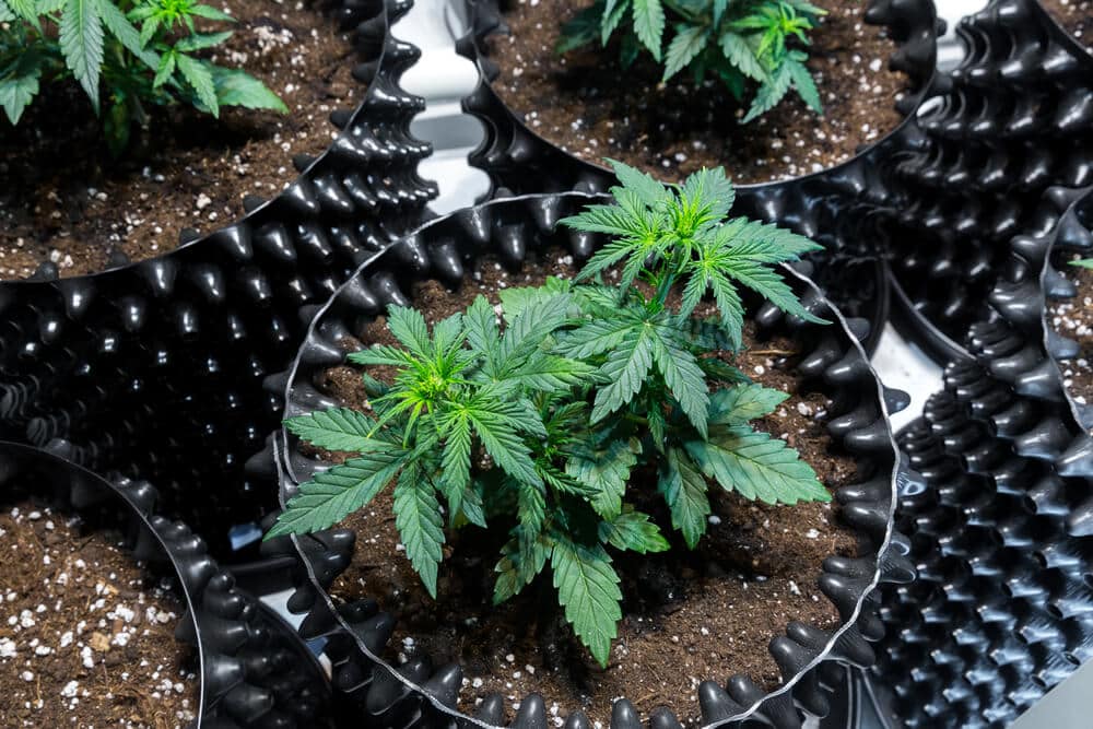 growing marijuana
