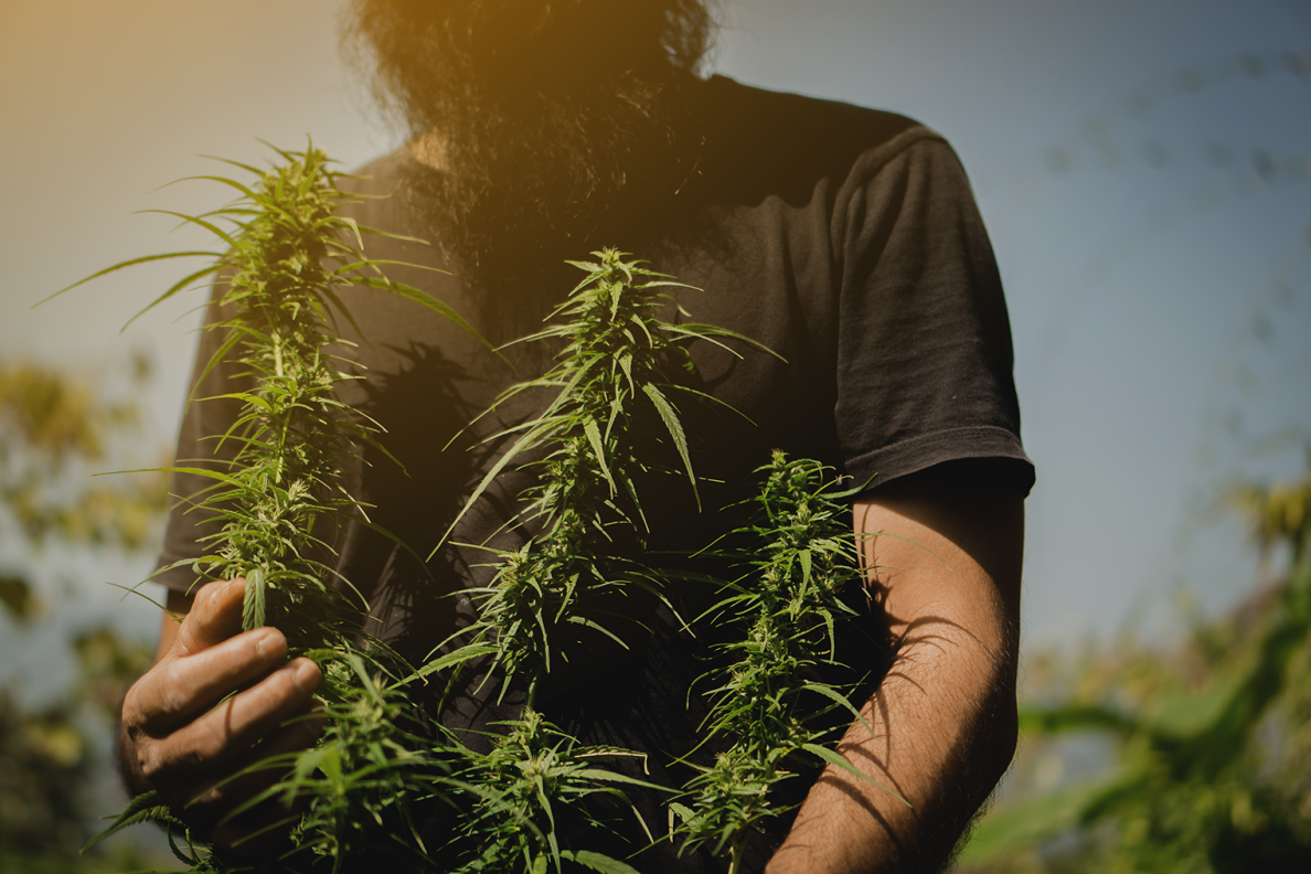 growing weed